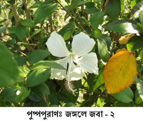 27/01/2012 - 9:56অপরাহ্ন