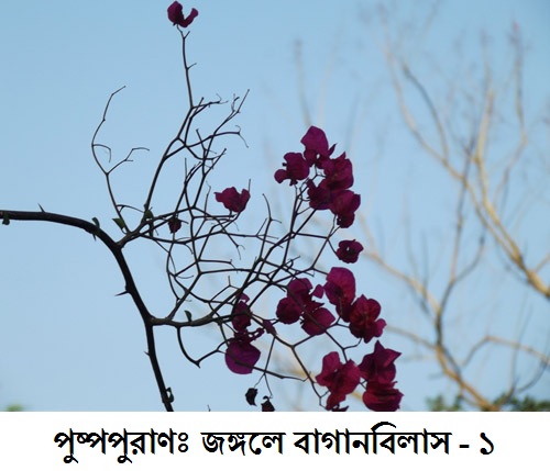 27/01/2012 - 9:56অপরাহ্ন