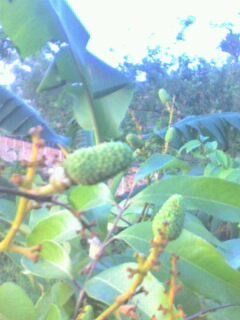 যাক লিচুও খাওয়া যাবে