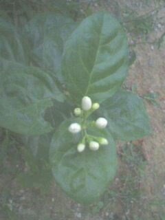 বেলি ফুটবে কাল... নয়তো পরশু...