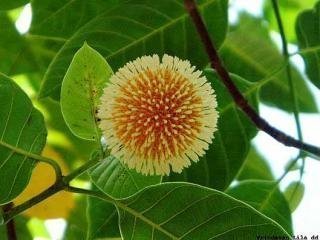 কদম ফুল 