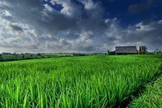 তাবানান, বালির ধানক্ষেত