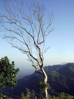 জীবন যেমন