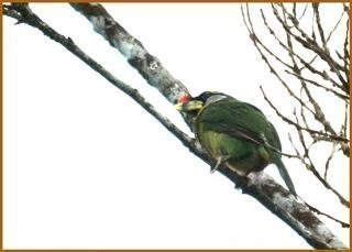 ফায়ার টাফটেড বারবেট (Megalaima haemacephala)