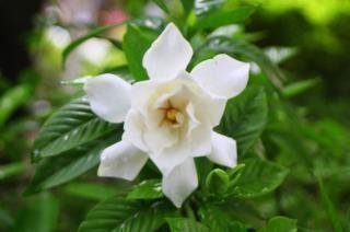 গন্ধরাজ