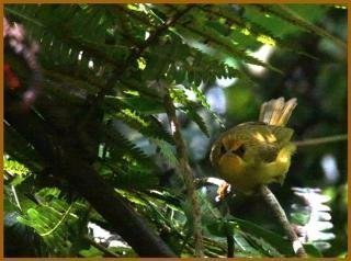 গোল্ডেন ব্যবলার (Stachyridopsis chrysaea)