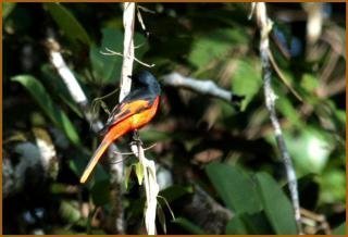 পুরুষ গ্রে চিনড মিনিভেট (Pericrocotus solaris)