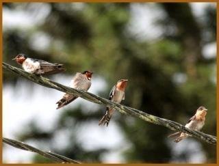 প্যাসিফিক সোয়ালো (Hirundo tahitica)