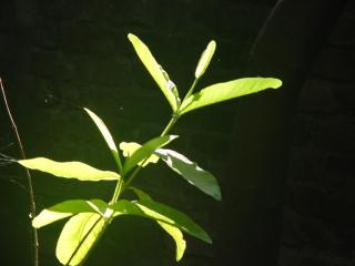 নতুন পাতা