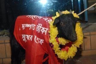 কার বিয়েতে জীবন দিলে হে ছাগু !