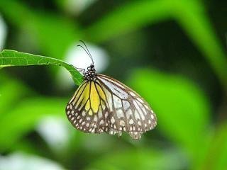 তামান রামা রামার প্রজাপতি