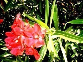 ছবি