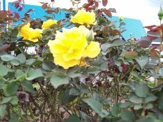 বাসন্তী গোলাপ
